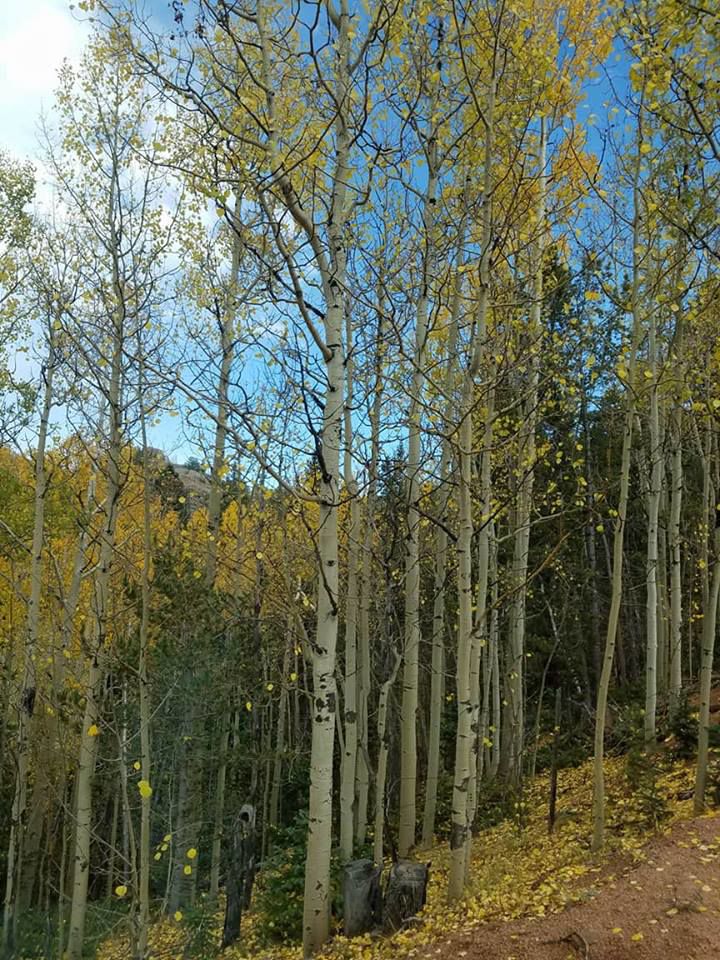 Fall aspens